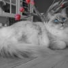 Illustration : 6 of the most popular breeds of large domesticated cats