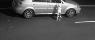Illustration : "An abandoned dog desperately tries to get back into its owner's car (video)"