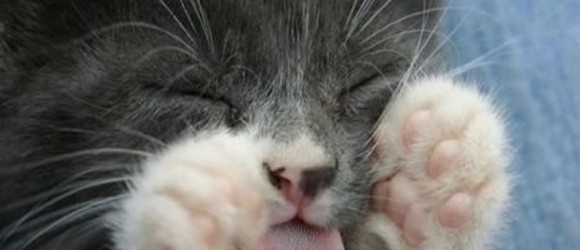 Illustration : "20 photos of sleeping cats that are guaranteed to make you smile"