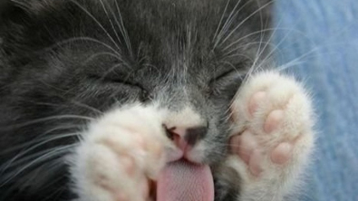 Illustration : 20 photos of sleeping cats that are guaranteed to make you smile