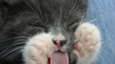 Illustration : 20 photos of sleeping cats that are guaranteed to make you smile