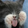 Illustration : 20 photos of sleeping cats that are guaranteed to make you smile