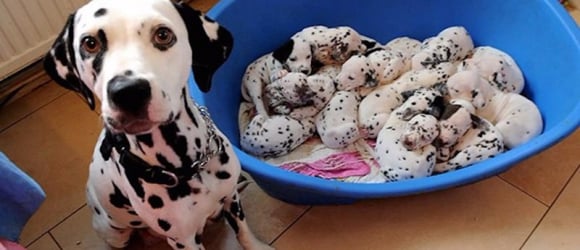 Illustration : "20 adorable photos of dogs proudly showing off their litters"