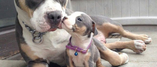 Illustration : "16 adorable photos of dogs with their mini-me's"