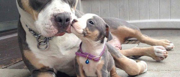 Illustration : "16 adorable photos of dogs with their mini-me's"