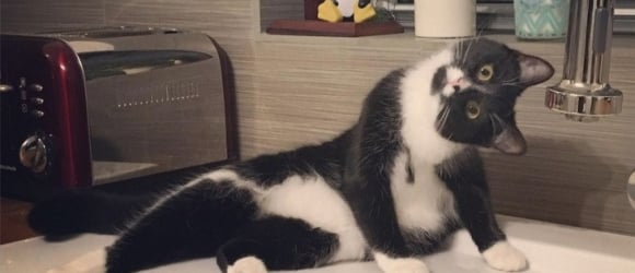 Illustration : "20 snaps that prove how crazy cats can be"