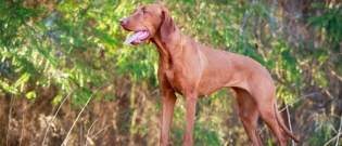 Illustration : "12 dog breeds that easily suffer from separation anxiety"