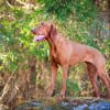 Illustration : 12 dog breeds that easily suffer from separation anxiety
