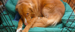 Illustration : "6 tips to make sure your dog doesn't feel stressed out when left home alone"