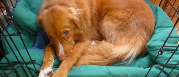 Illustration : "6 tips to make sure your dog doesn't feel stressed out when left home alone"
