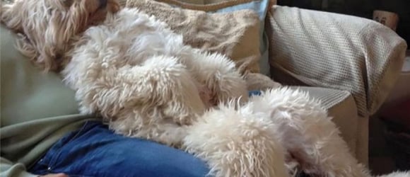 Illustration : "30 photos that prove the Goldendoodle is an adorable breed"