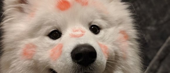 Illustration : "25 photos of Samoyeds, gorgeous dogs that look like living teddy bears"