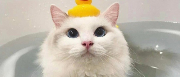 Illustration : "19 photos that prove cats are the best remedy if you have the blues"
