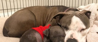 Illustration : "Abandoned and ill, this dog found a surrogate mum just when she needed it most"