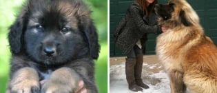 Illustration : "15 dog breeds that can grow up to dwarf their owners"