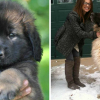 Illustration : 15 dog breeds that can grow up to dwarf their owners