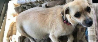 Illustration : "A dog that gave birth to several puppies in a car, just after she was rescued"