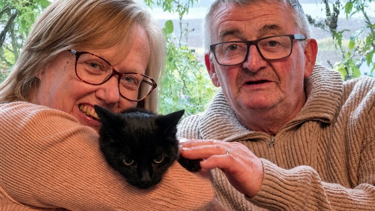 Illustration : "6 years after a car crash, a woman learns on her 62nd birthday that her missing cat is alive"