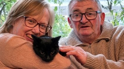 Illustration : 6 years after a car crash, a woman learns on her 62nd birthday that her missing cat is alive