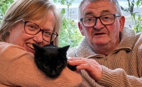 6 years after a car crash, a woman learns on her 62nd birthday that her missing cat is alive
