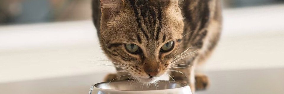 Notre avis sur les croquettes Hill’s pour chat, des aliments souvent conseillés par les vétérinaires
