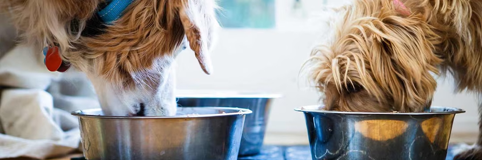 Notre avis sur les croquettes Hill’s pour chien, marque recommandée par les vétérinaires